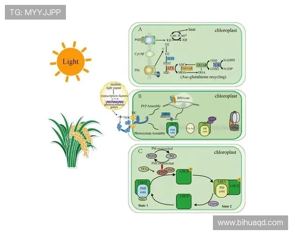 武汉网球队战术解析:如何提升团队协作与比赛胜率 武汉网球队战术解析:如何提升团队协作与比赛胜率